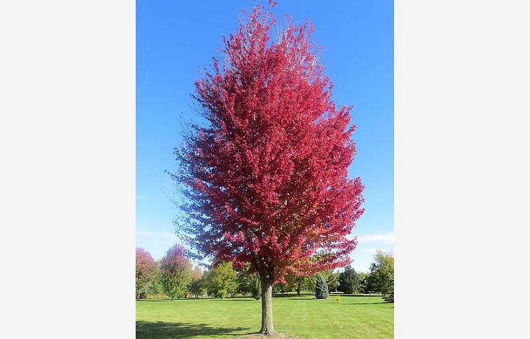 Javor freemanov Autumn Blaze na kmienku 270-300cm, obvod kmeňa 8-10cm, kont. 30 l