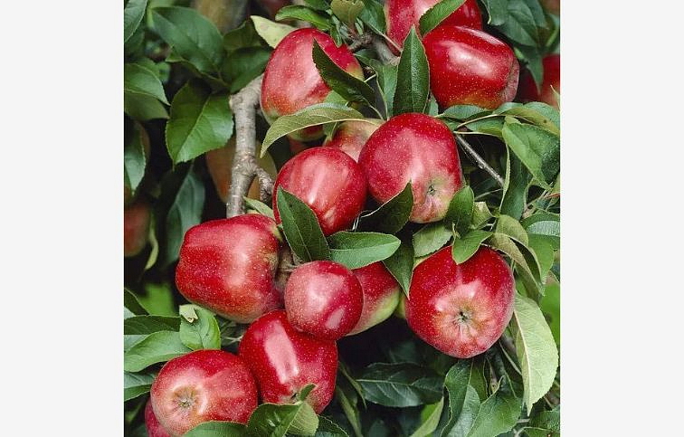 Jabloň Gloster, podp. M7, voľnok.