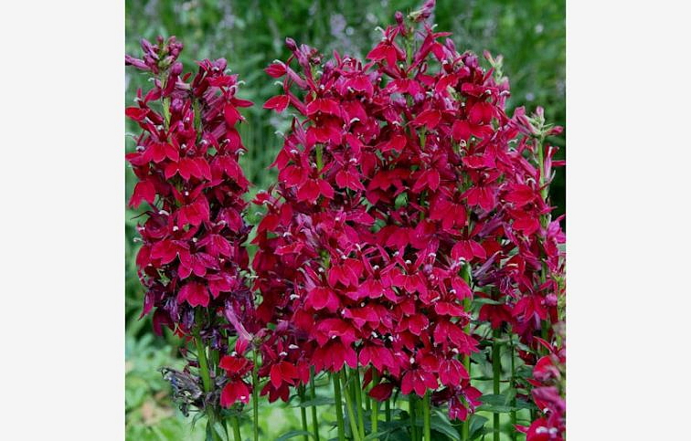 Lobelka Fan Burgundy - Lobelia speciosa, kont. 0,5 l