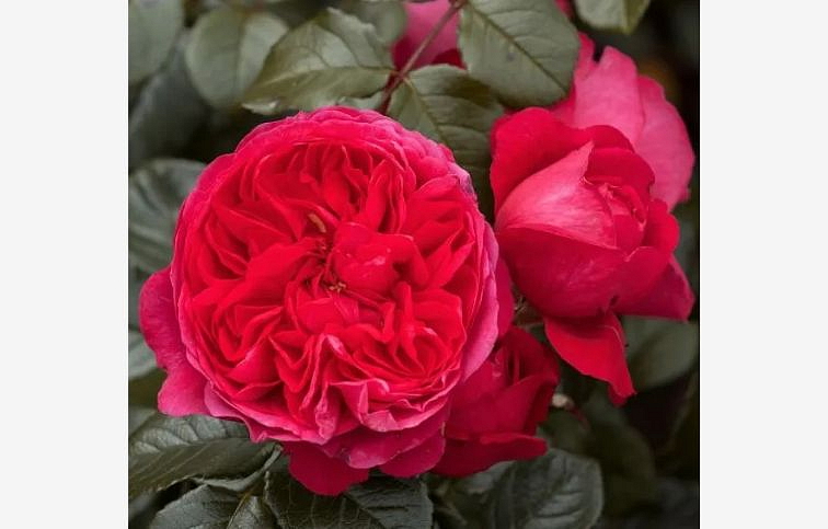 Ruža popínavá Deep Love 140-200 cm - Tantau, kont. 5 l