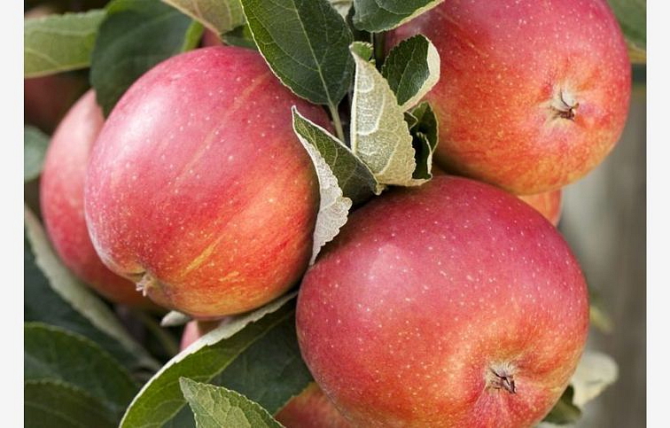 Jabloň Braeburn, podpník M26, voľnok.