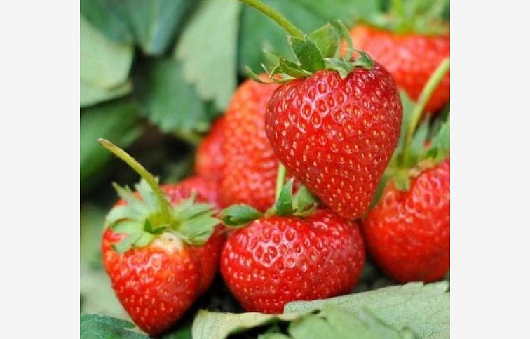 Jahody Sonáta, multiplato 10 ks