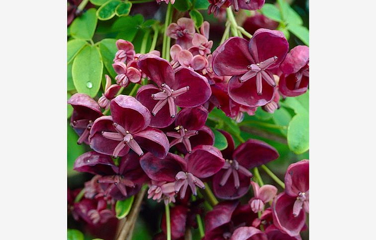 Akébia päťpočetná 70-90cm - Akebia quinata kont. 2 l