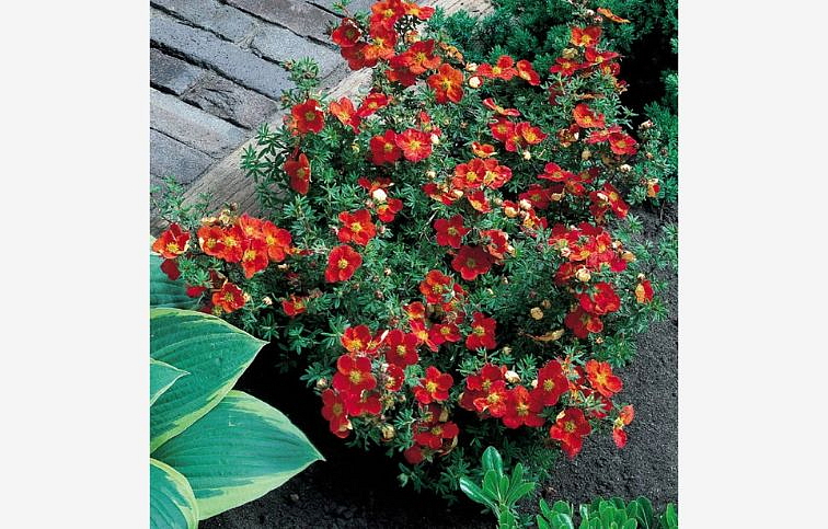 Nátržník krovitý Red Ace - Potentilla fruticosa kont. 1,5 l