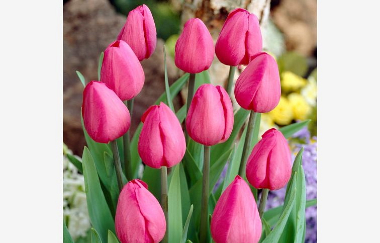 Tulipán Don Quichotte 3 ks v kont. 0,5 l