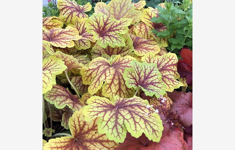 Heuchera Red Lightning, kont. 0,5 l