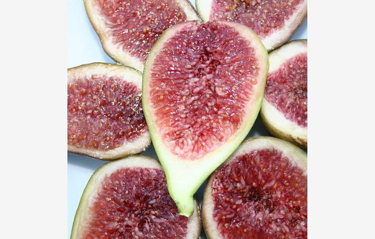 Figovník PERETTA 30-40 cm, kont. 2 l