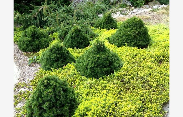 Smrek obyčajný Tompa 30-40 cm, kont. 5 l