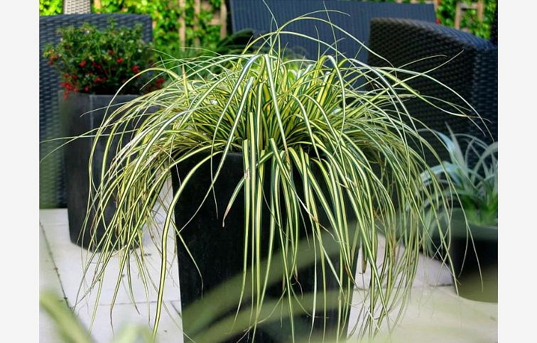 Ostrica ošimenská Evergold - Carex oshimensis, kont. 0,5 l