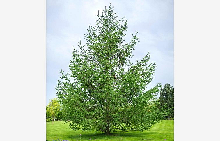 Smrekovec japonský 40-60cm - Larix kaempferi kont. 3 l