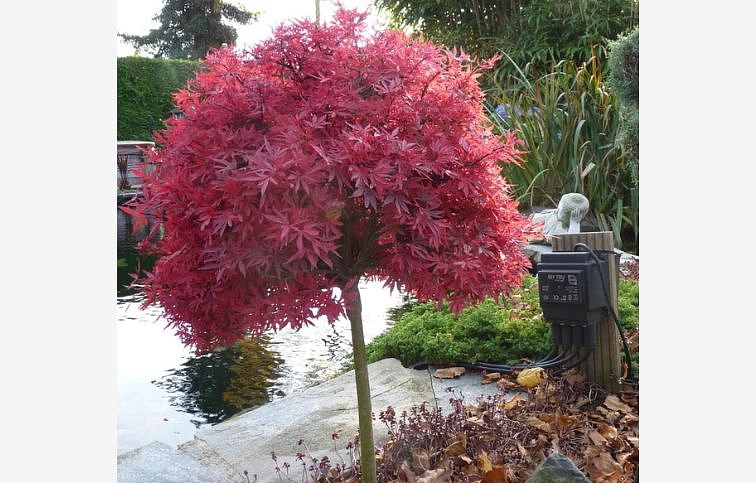 Javor dlaňovitolistý Shaina na 90cm kmienku, výška 120-130cm, obv. km. 6-8cm, kont. 25 l