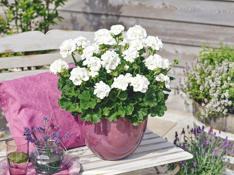 Muškát vzpriamený Trendix Lasse White - Pelargonia, kont. 0,7 l