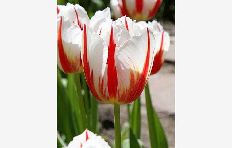 Tulipán Carnaval de Rio 7 ks v balení