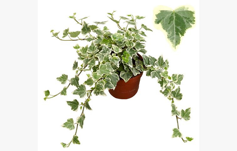 Brečtan White Wonder, kont. p13