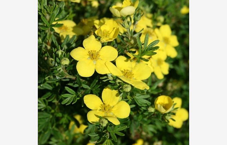 Nátržník krovitý Bella Lindsey 15-20cm, kont. 2 l