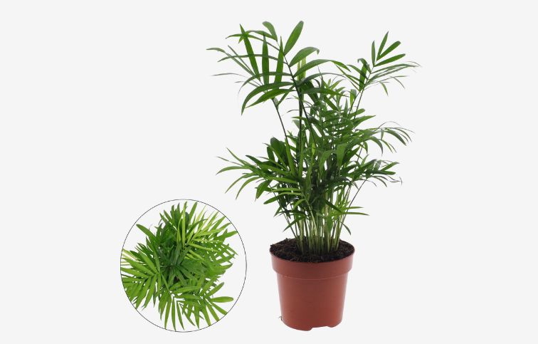 Chamaedorea elegans 25-35cm, kont. p12