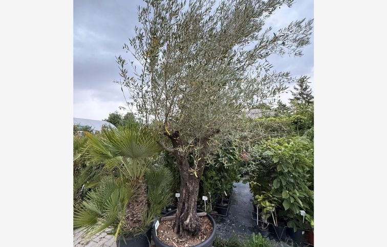 Olivovník európsky bonsaj, obvod kmeňa 70-80cm, výška cca 300cm