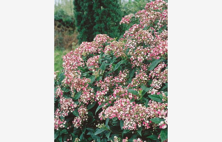 Kalina vavrínolistá Eve Price 20-30cm - Viburnum tinus kont. 2 l
