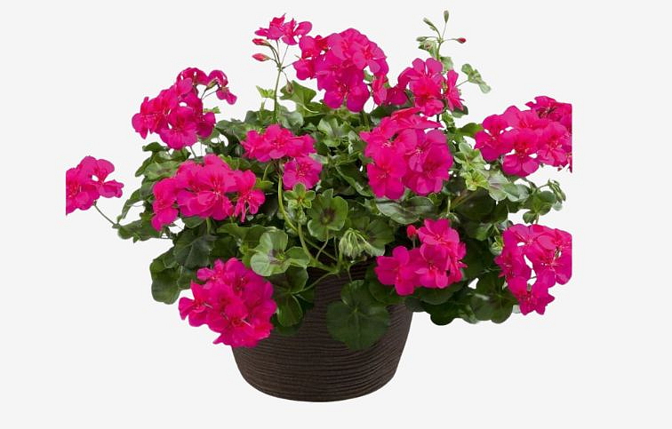 Muškát previsnutý Allegria Hot Pink - Pelargonia, kont. 0,5 l