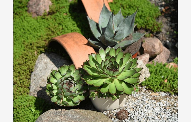 Skalnica BigSam Chrome Green - Sempervivum, kont. 0,5 l