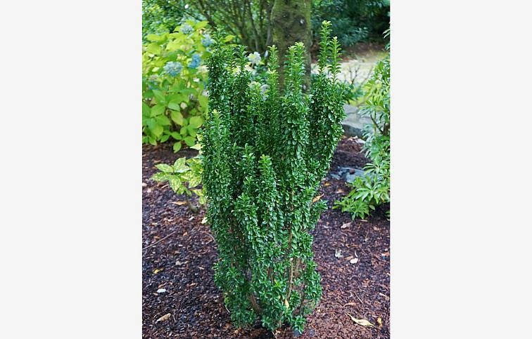 Bršlen japonský Green Rocket 20-30 cm, p13