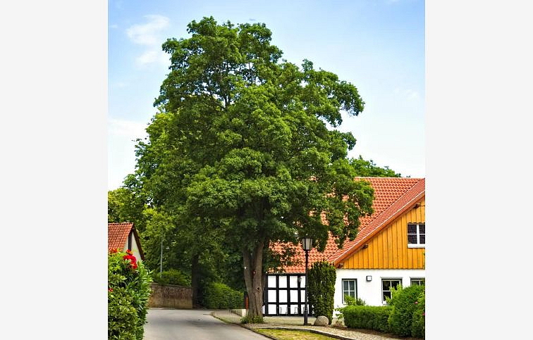 Javor poľný 300-350 cm, obvod kmeňa 8-10cm, kont. 35 l