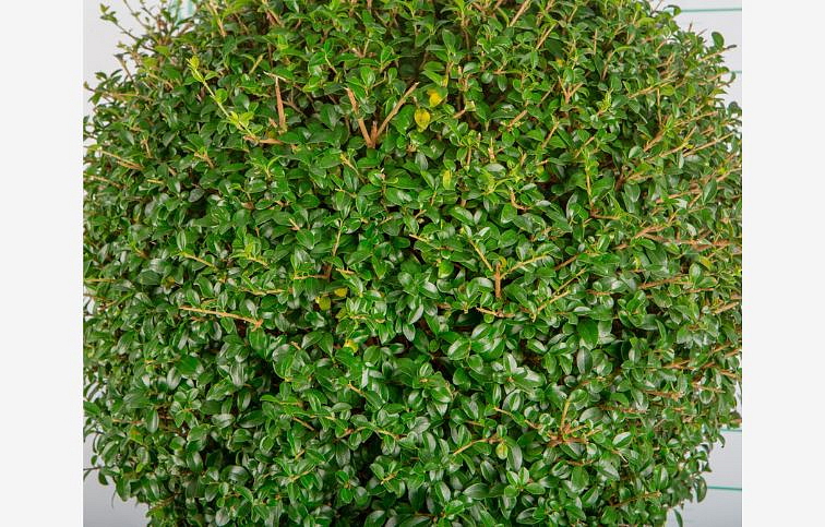 Vtáčí zob vždyzelený na 80cm kmeni, v.120-130cm, obv. km. 6-8cm-Ligustrum jonandrum, C25 l