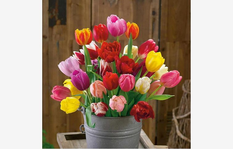 Tulipán Triumph Mixed 3 ks v kont. 0,5 l