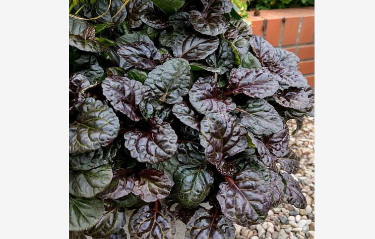 Zbehovec plazivý Black Scallop - Ajuga, kont. 0,5 l