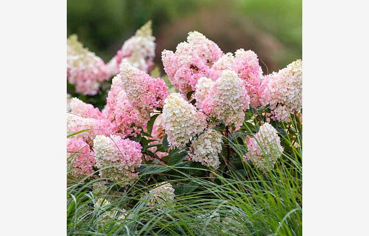 Hortenzia metlinatá Sundae Fraise cca 20 cm, kont. 3 l