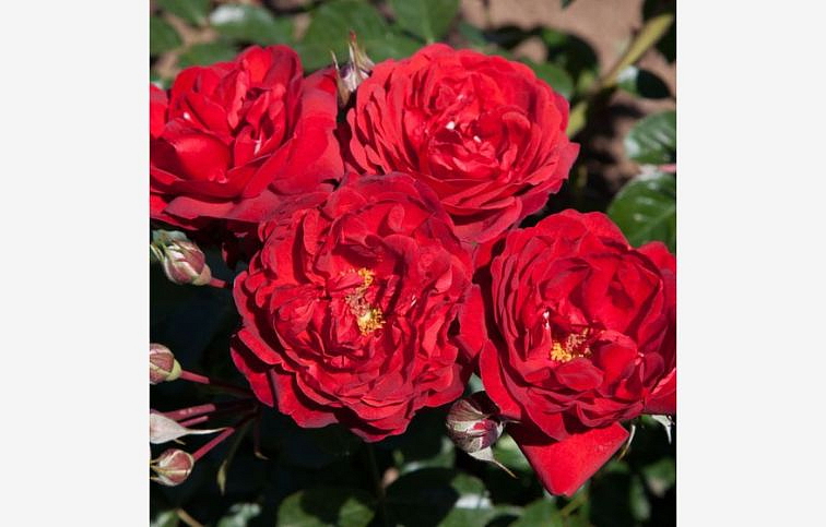 Ruža Scarlet Bonica na 50-60cm kmienku, výška 80-100cm, kont. 10 l