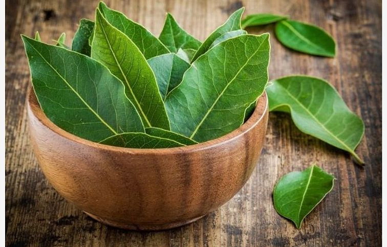 Vavrín pravý Bobkový list na kmienku 50-60cm, kont. p17