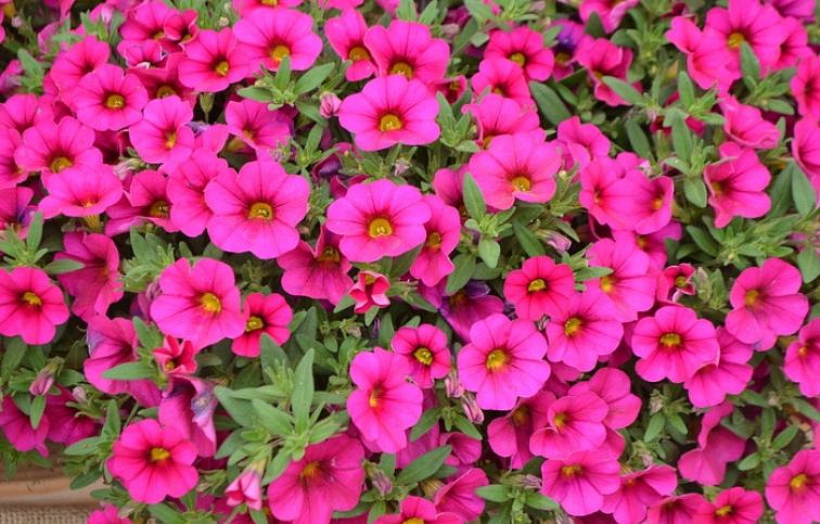 Minipetúnia Million Bells Unique Dark Pink - Calibrachoa, kont. 0,5 l