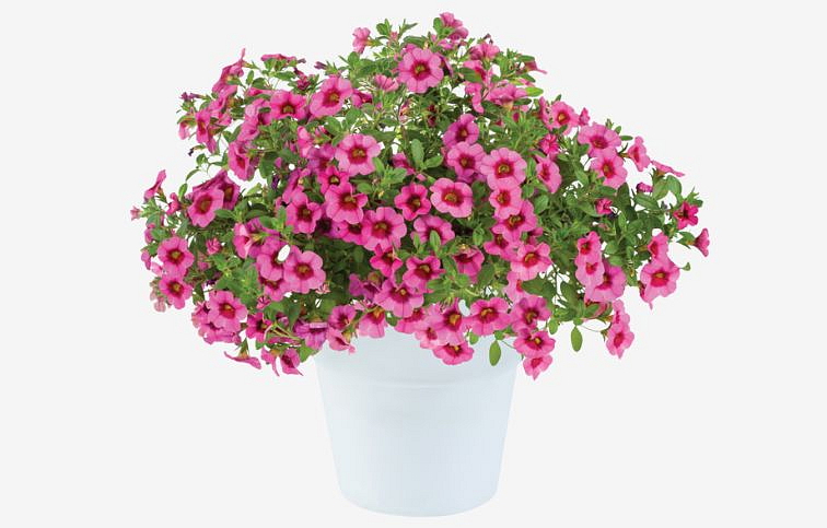 Minipetúnia Million Bells Eyeconic Pink - Calibrachoa, kont. 0,5 l