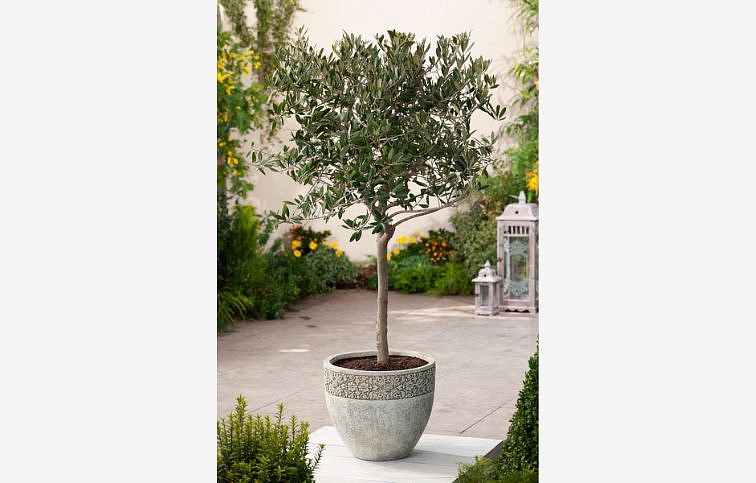 Olivovník európsky na kmienku, výška 70-80 cm, kont. p19