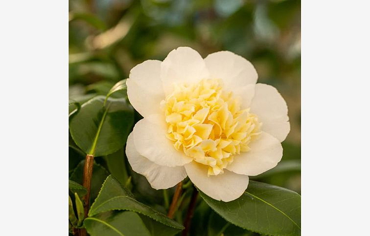 Kamélia japonská Brushfields Yellow 40-50 cm, kont. p15