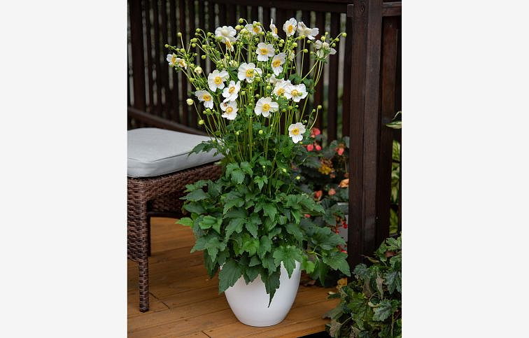 Veternica Summer Breeze Snow - Anemone, kont. 0,5 l