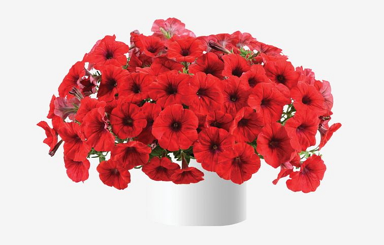 Petúnia Cascadias Chilli Red, kont. 0,5 l