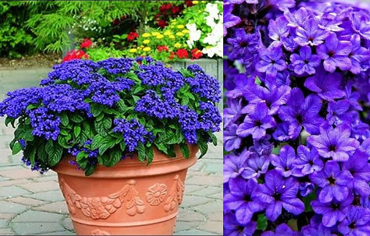 Otočník stromovitý Blue Marine - Heliotropium, kont. 0,7 l