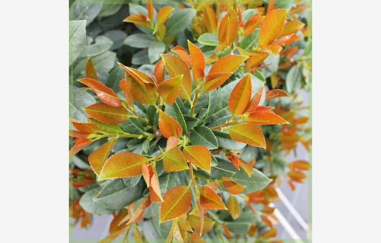 Vavrínovec lekársky Bonaparte na cca 50cm kmienku, výška 80-100cm, kont. 7,5 l