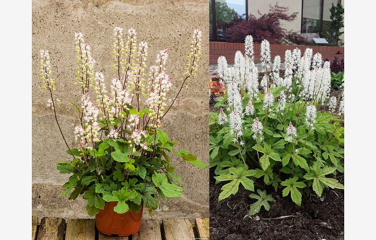Tiarela Spring Symphony - Tiarella, kont. 0,5 l