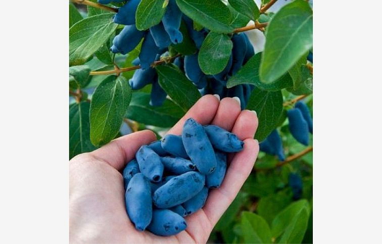 Zemolez kamčatský Aurora 30-60 cm, kont. 1 l