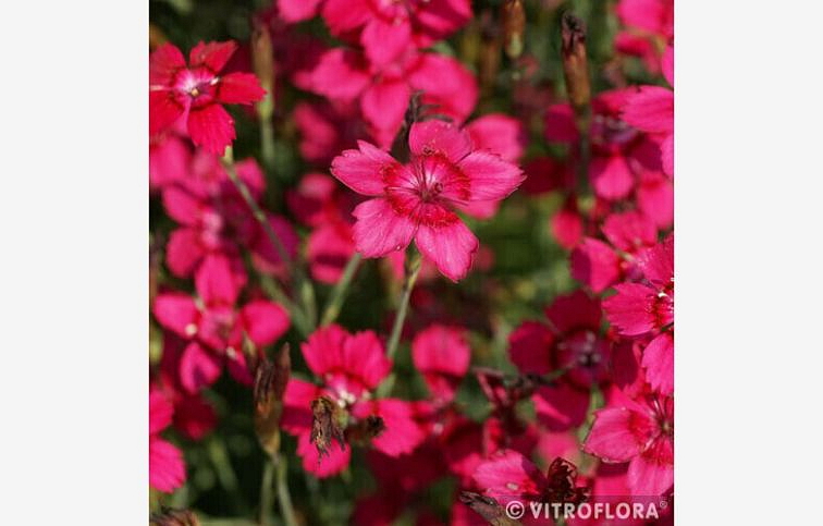 Klinček slzičkový Flashing Light- Dianthus deltoides, kont. 0,5 l