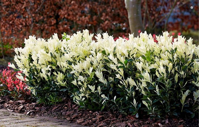 Bršlen japonský Paloma Blanca cca 20 cm, kont. p13