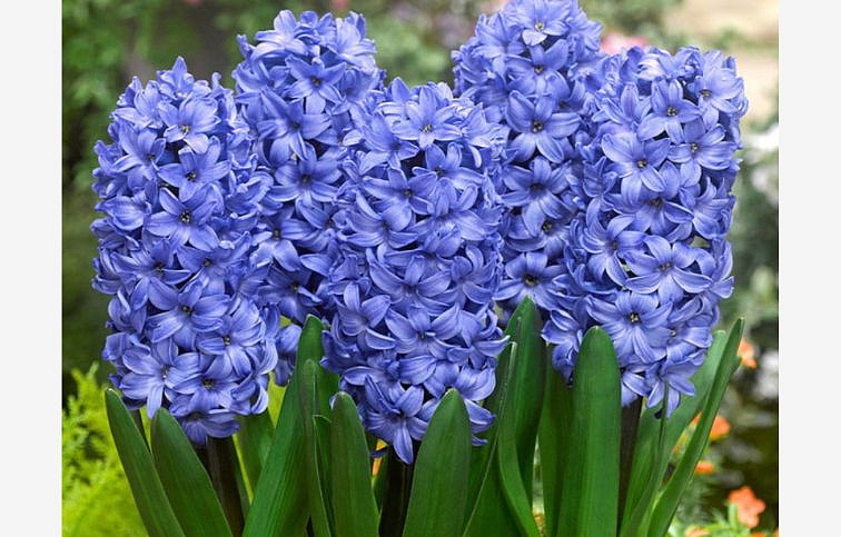 Hyacint Delft Blue 1 ks v kont. 0,5 l