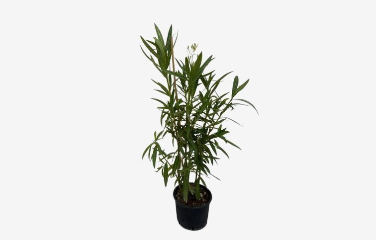 Oleander biely 40-60 cm, kont. 3 l