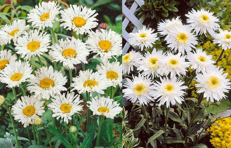 Margaréta Superbum Crazy Daisy - Leucanthemum, kont. 0,5 l