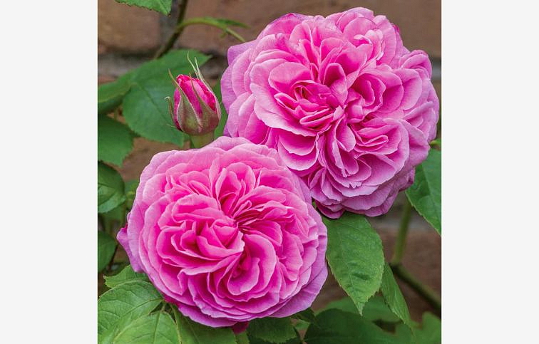 Ruža popínavá Gertrude Jekyll 140-200 cm - David Austin, kont. 5 l