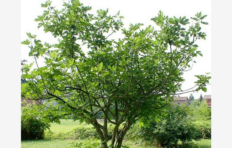 Figovník 'Noire de Caromb'