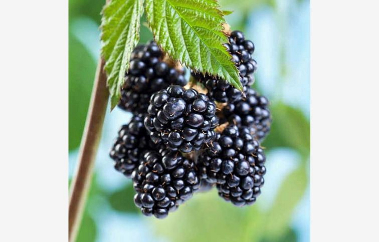 Černica BLACK SATIN 30-60 cm, kont. 2 l